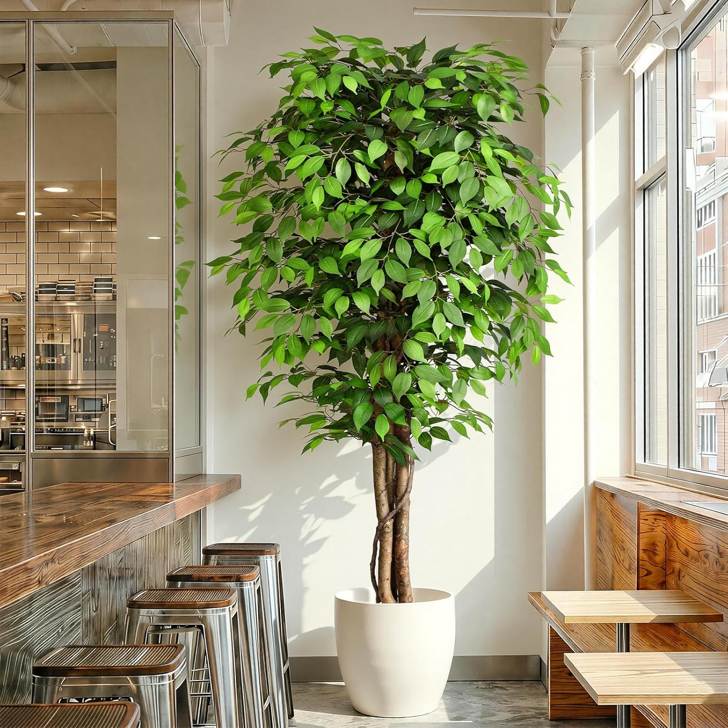 Dracaena Marginata - Gerçekçi Yapay Ficus Ağacı, Doğal Gövde