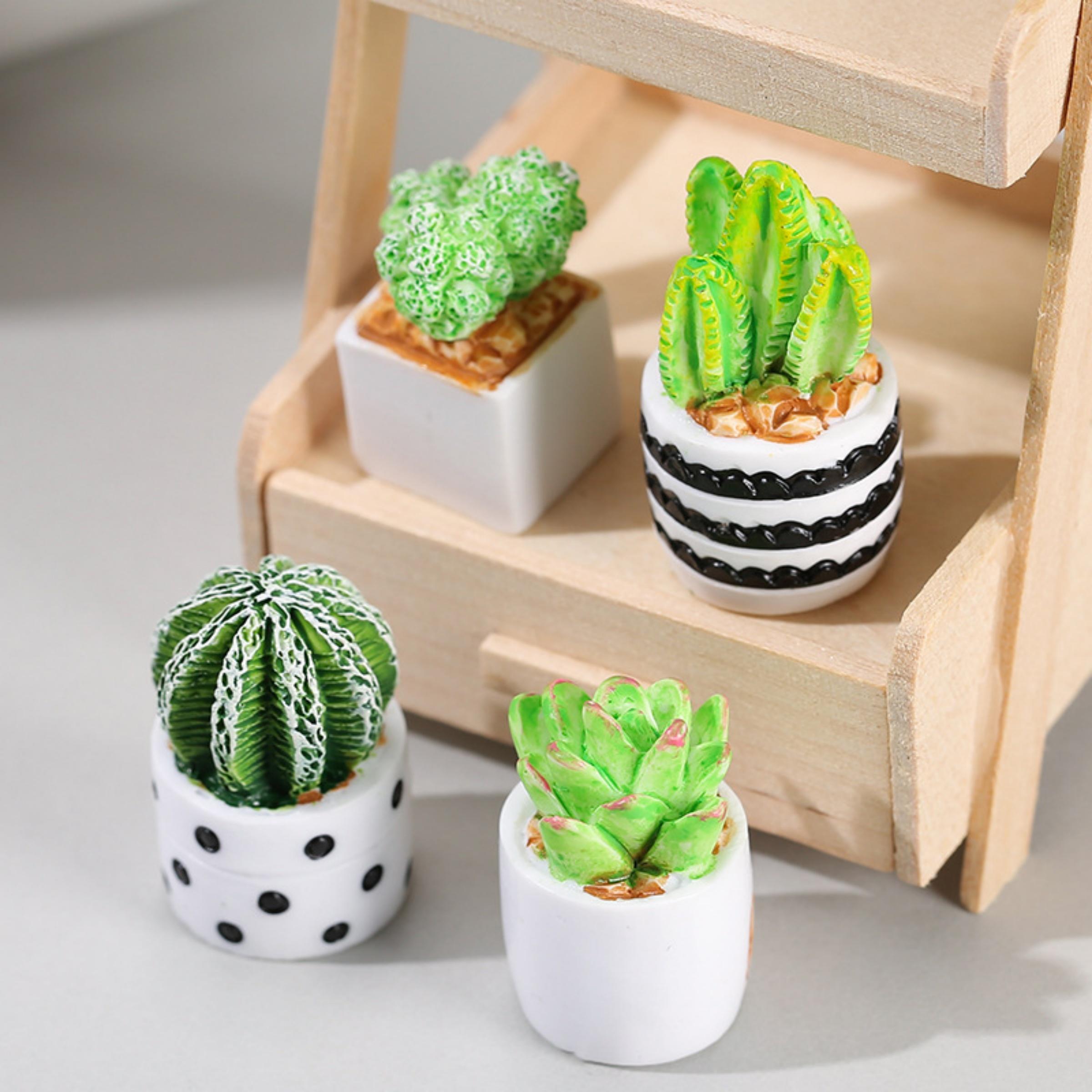 Echeveria Succulent - 4 Parçalı Kaktüs Sukulent Saksı Bitkileri