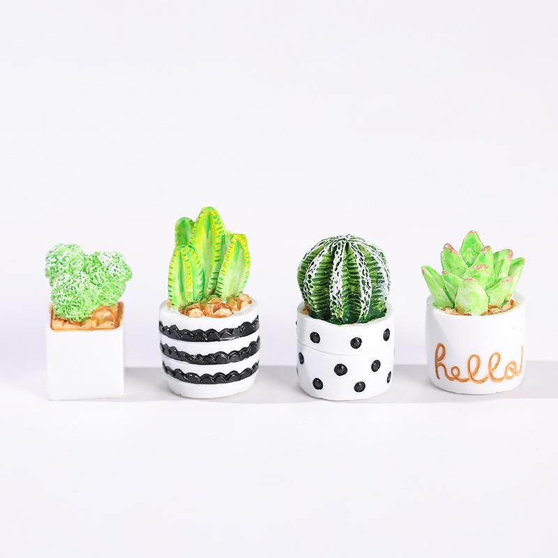 4 Parçalı Kaktüs Sukulent Saks - Echeveria Succulent incelemesi ve fiyatı
