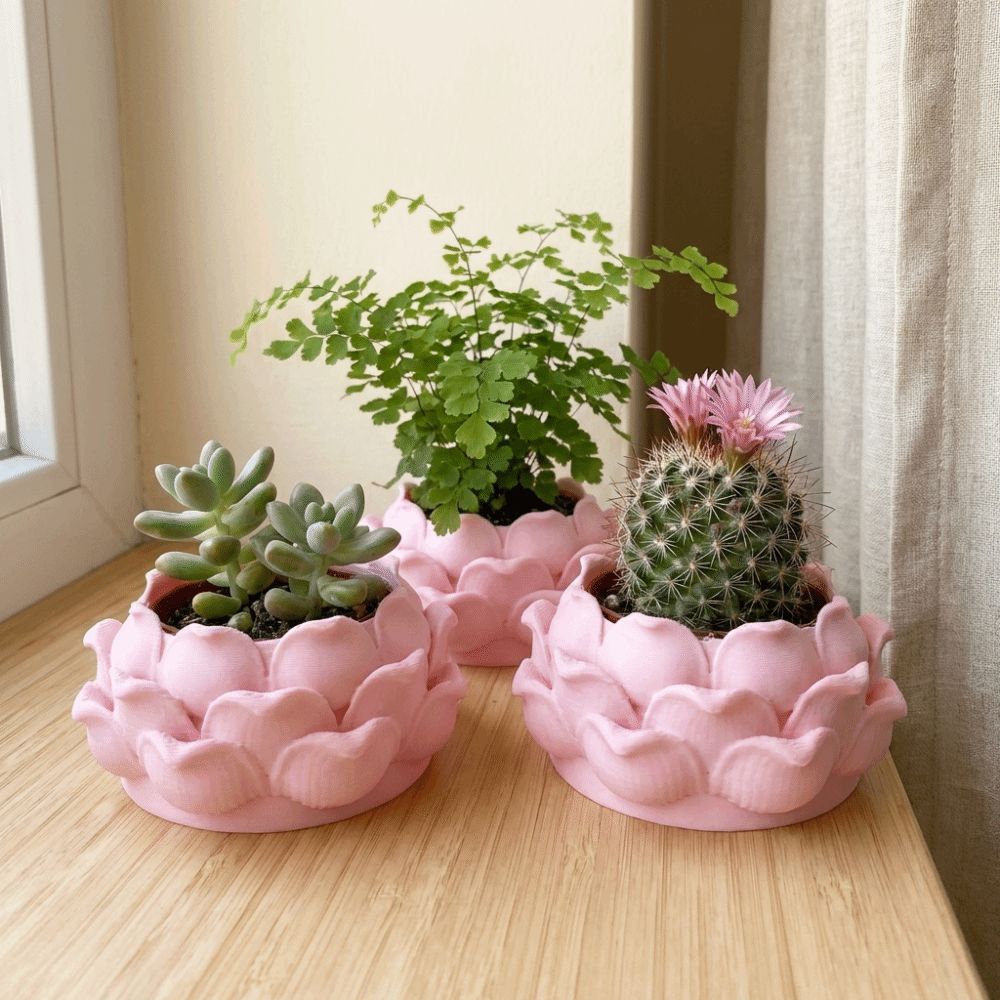 Lotus Şeklinde Sukulent Bitki  - Echeveria Succulent incelemesi ve fiyatı